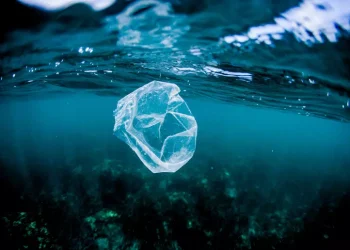 Cientistas ficam chocados após descobrirem espécie marinha capaz de acabar com um dos maiores vilões da humanidade