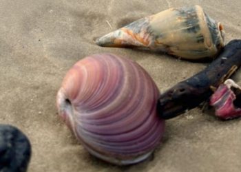 Praia histórica em SC amanhece coberta por ‘conchas gigantes’ na faixa de areia