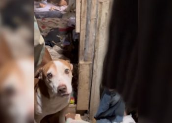 Cena de terror: freezer com cães mortos e 80 animais em situação cruel chocam policiais em Biguaçu