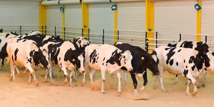 Gigante investe US$ 3,5 bilhões em complexo para 272.000 vacas, a maior fazenda de leite do mundo