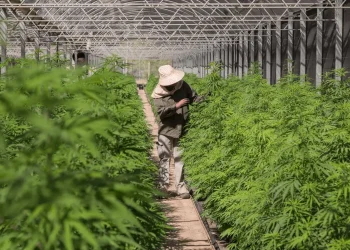 Promessa de “nova soja”, cannabis pode gerar cerda de R$ 5,76 bilhões até 2030