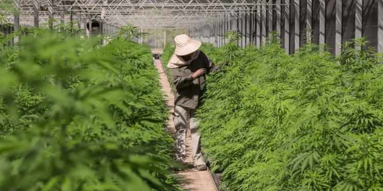 Promessa de “nova soja”, cannabis pode gerar cerda de R$ 5,76 bilhões até 2030