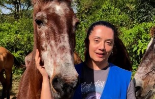 Vídeo do Dibea de Palhoça sobre adoção de cavalos viraliza na internet