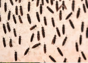 Conheça o inseto que come lixo e alimenta o futuro