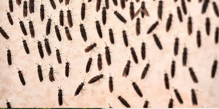 Conheça o inseto que come lixo e alimenta o futuro