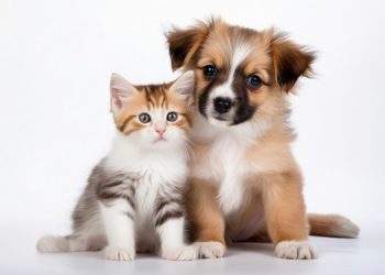 Dibea de Palhoça reforça a importância do movimento “Outubro Rosa Pet”