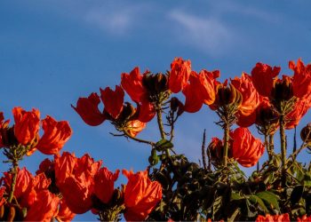 Flor assassina proibida por lei em SC pode gerar multa; veja o alerta do IMA
