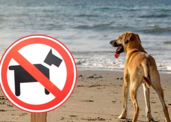 Animais domésticos estão proibidos nas praias do município; veja essa e outras regras para a temporada