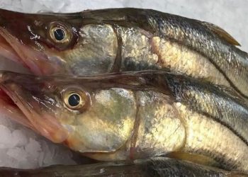 Peixe brasileiro supera o salmão e é apontado como um dos mais saudáveis do mundo
