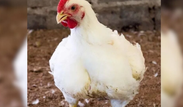 Habemus Chester! A história curiosa e pouco conhecida do frango gigante criado em SC