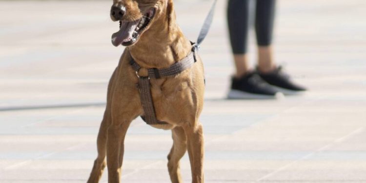 Prefeito Orvino sanciona duas novas leis em defesa dos animais em São José