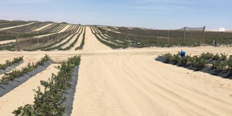 Deserto extremamente seco na América do Sul se tornou um dos melhores lugares para plantar frutas no mundo