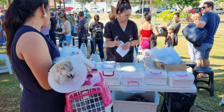Procura recorde marca primeiro mutirão de castração de 2026 em São José
