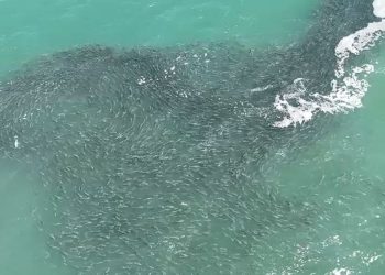 Cardume gigantesco com milhares de tainhas surge fora de época e vira atração em SC