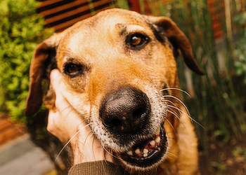 Biguaçu promove feira de adoção de animais neste sábado (25)