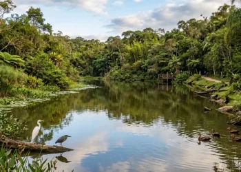 Ele construiu um lago para criar peixes e acabou criando um santuário de vida selvagem